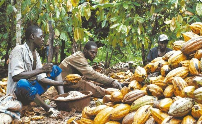 哥伦比亚vs坦桑尼亚咖啡豆