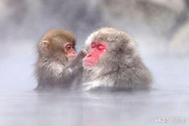 国服猴子vs日本猴子图文