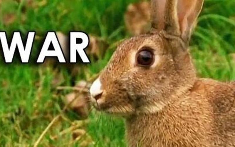 外国知名兔vs中国兔