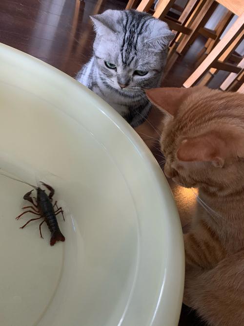 日本龙虾vs猫