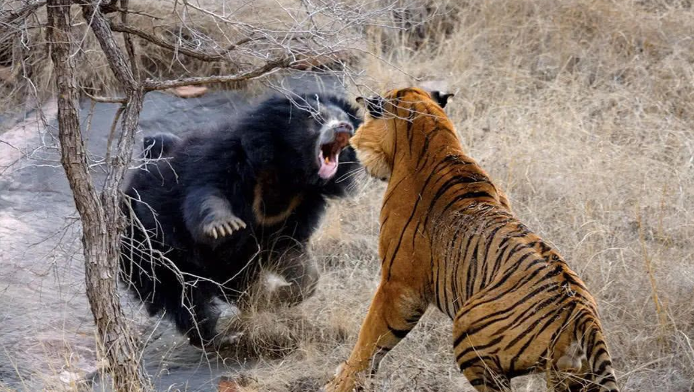 美洲灰熊vs美洲虎