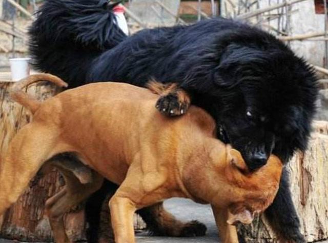 中国最凶狗vs藏獒视频的相关图片