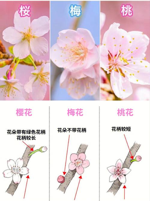 中国梅花vs日本樱花的相关图片