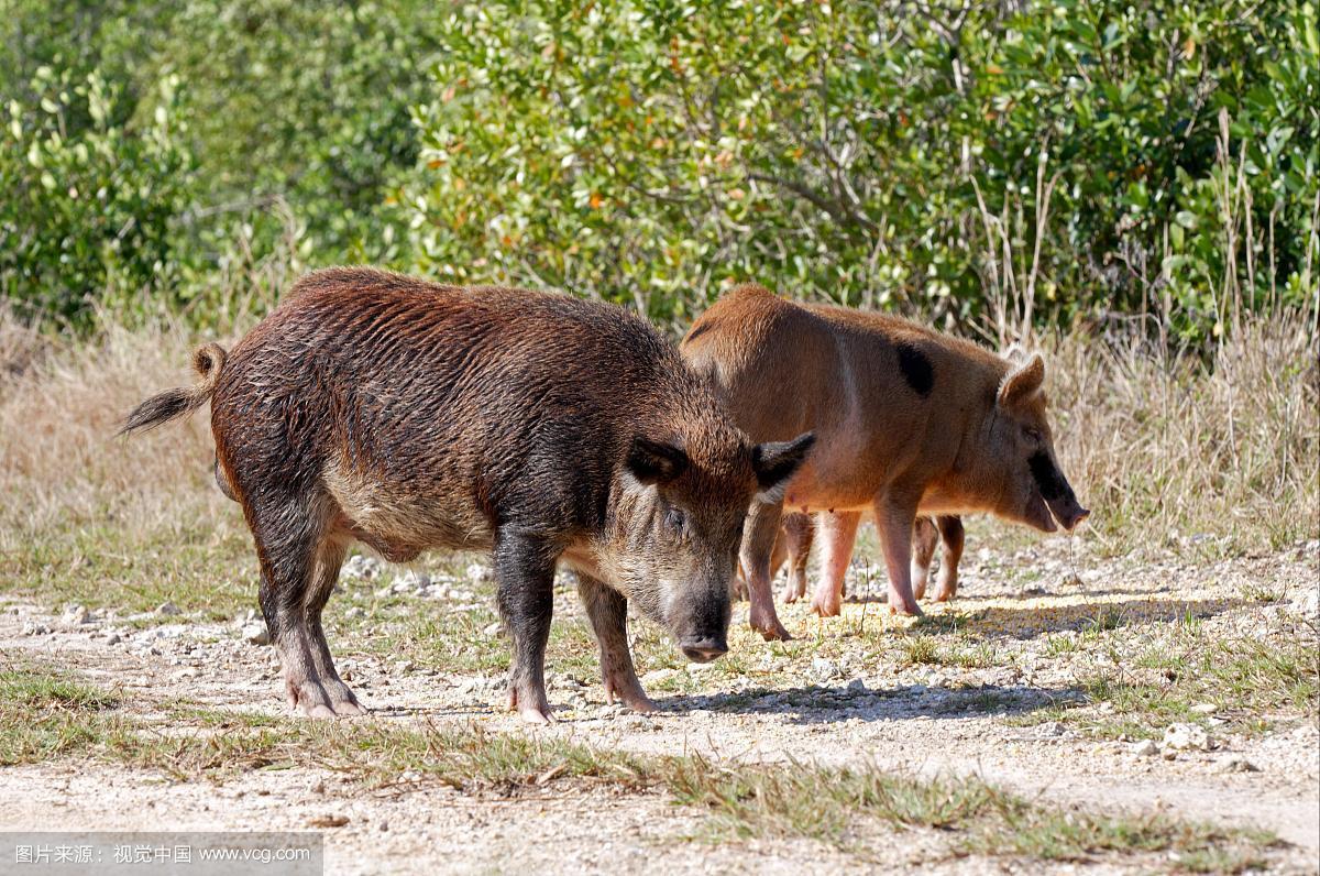 中国野猪vs美国野猪的相关图片