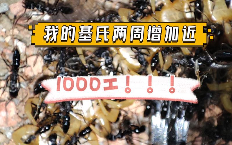 基氏细猛蚁vs日本弓背蚁的相关图片