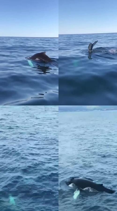 巴林vs中国鲸鱼视频的相关图片