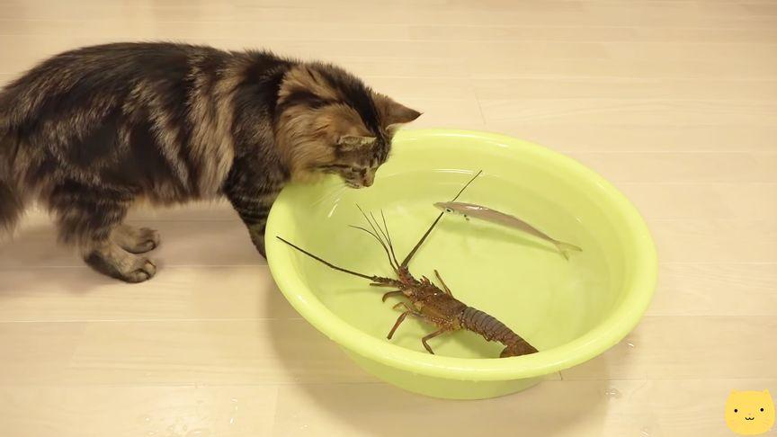 日本龙虾vs猫的相关图片