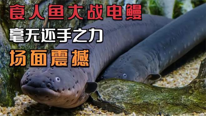 电鳗日本日本摔跤vs食人鱼视频的相关图片