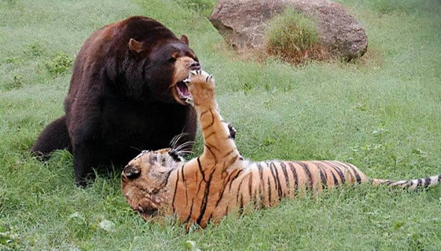 美洲灰熊vs美洲虎的相关图片