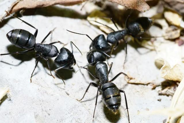 荧光腹弓背蚁vs日本弓背蚁的相关图片