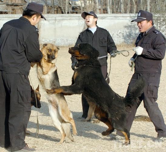 藏獒vs日本警犬视频的相关图片