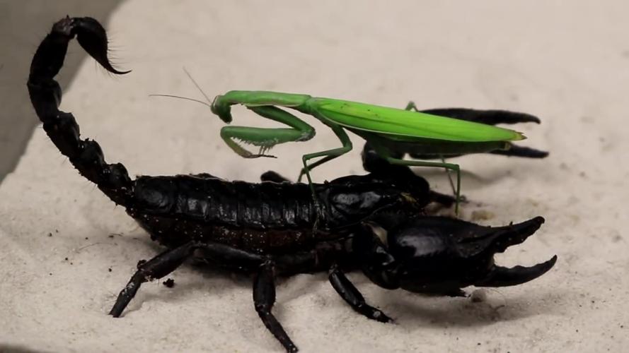 螳螂vs蝎子日本的相关图片